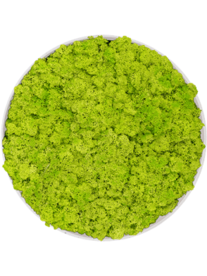 Refined Natural White - 100% Islandmoos "Frühlingsgrün" - Rund