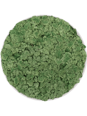 Refined Natural White - 100% Islandmoos "Moosgrün" - Rund