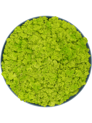 Refined Pine Green - 100% Islandmoos "Frühlingsgrün" - Rund